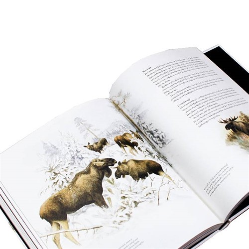 Bok Der Elch - vom Kalb zum reifen Schaufler